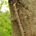 Erebid Moth Caterpillar