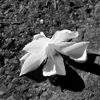 Fiori di strada di 