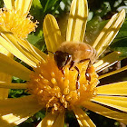 European or Western Honey Bee