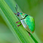 Thistle Tortoise Beetle