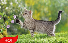 Cute Kittens Wallpaper HD Custom New Tab small promo image