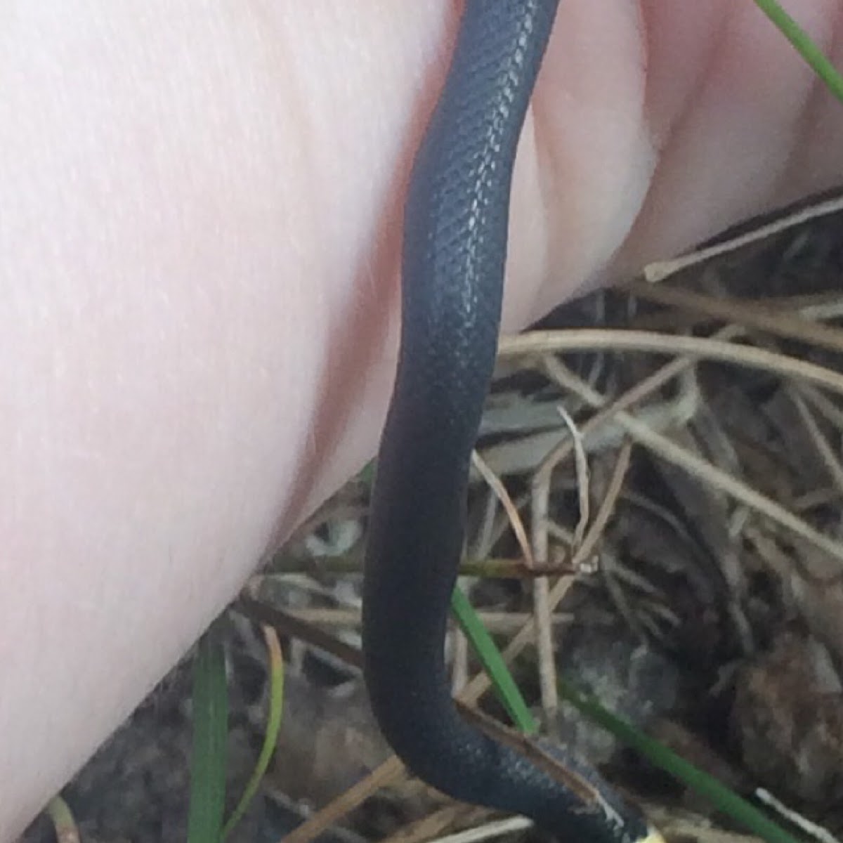 Northern Ring-Neck Snake