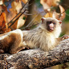 Sagui-de-rabo-preto (black tail marmoset)