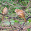 White browed bulbul