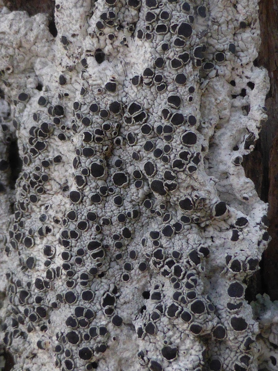 Tephromela Lichen