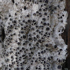 Tephromela Lichen