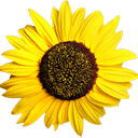 Sunflowers Wallpapers New Tab - freeaddon.com