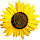 Sunflowers Wallpapers New Tab - freeaddon.com