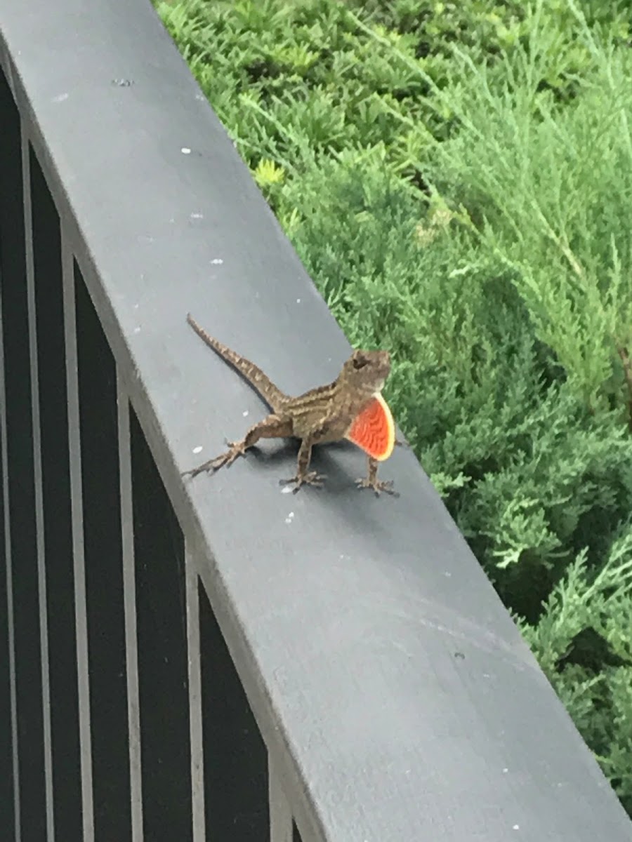 Brown Anole