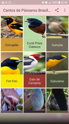 Cantos de Pássaros Brasileiros Sem internet 2019