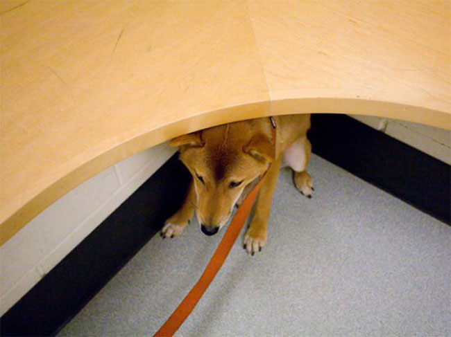 funny-scared-animals-vet-under-table