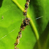 Cyclosa spider