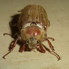 Cockchafer