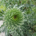 Nodding PlumelessThistle