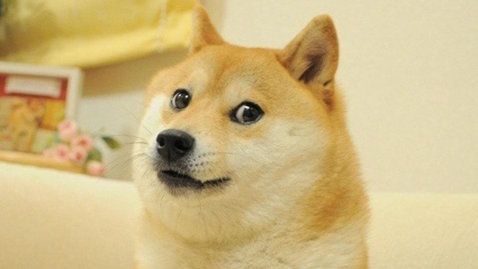 Photo of doge from https://i.kym-cdn.com/entries/icons/facebook/000/013/564/doge.jpg