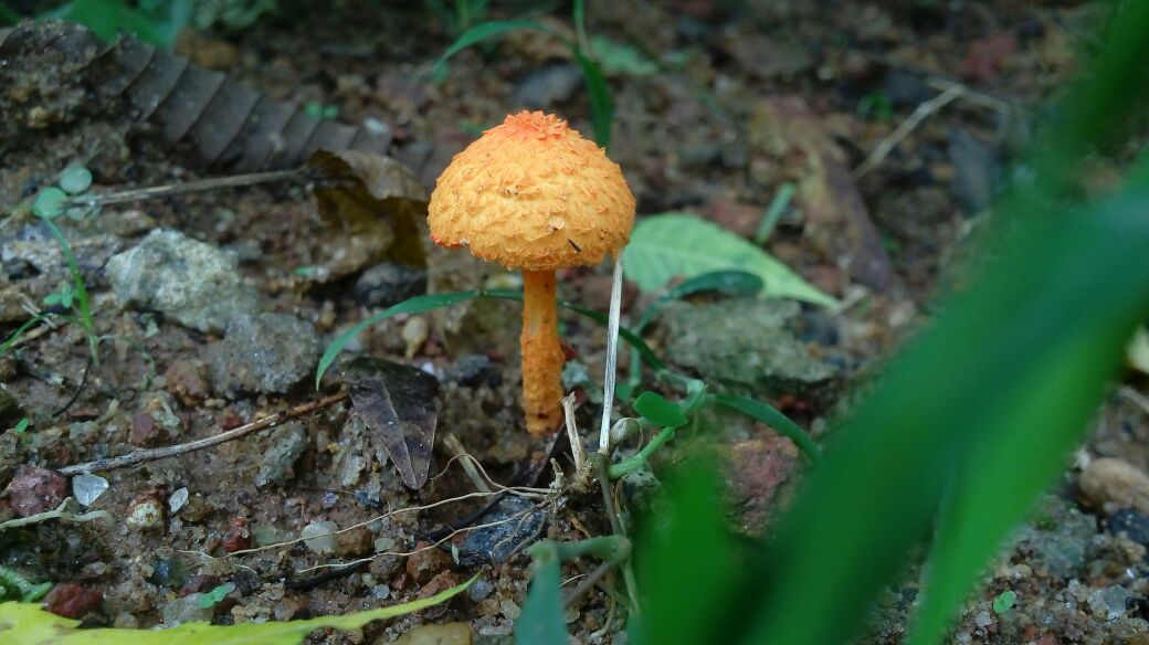 Mushroom