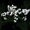 White Snakeroot