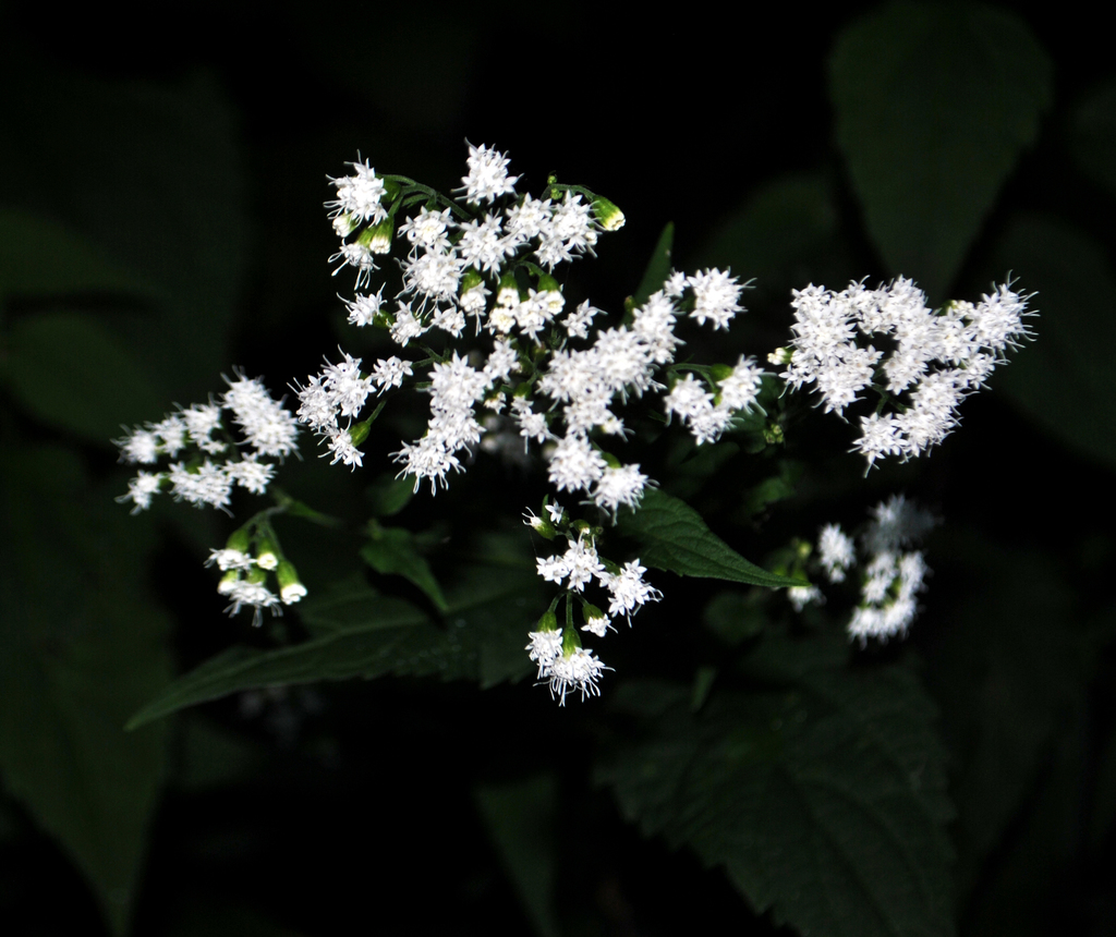 White Snakeroot