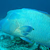 Napoleon Wrasse