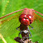 cardinal meadowhawk