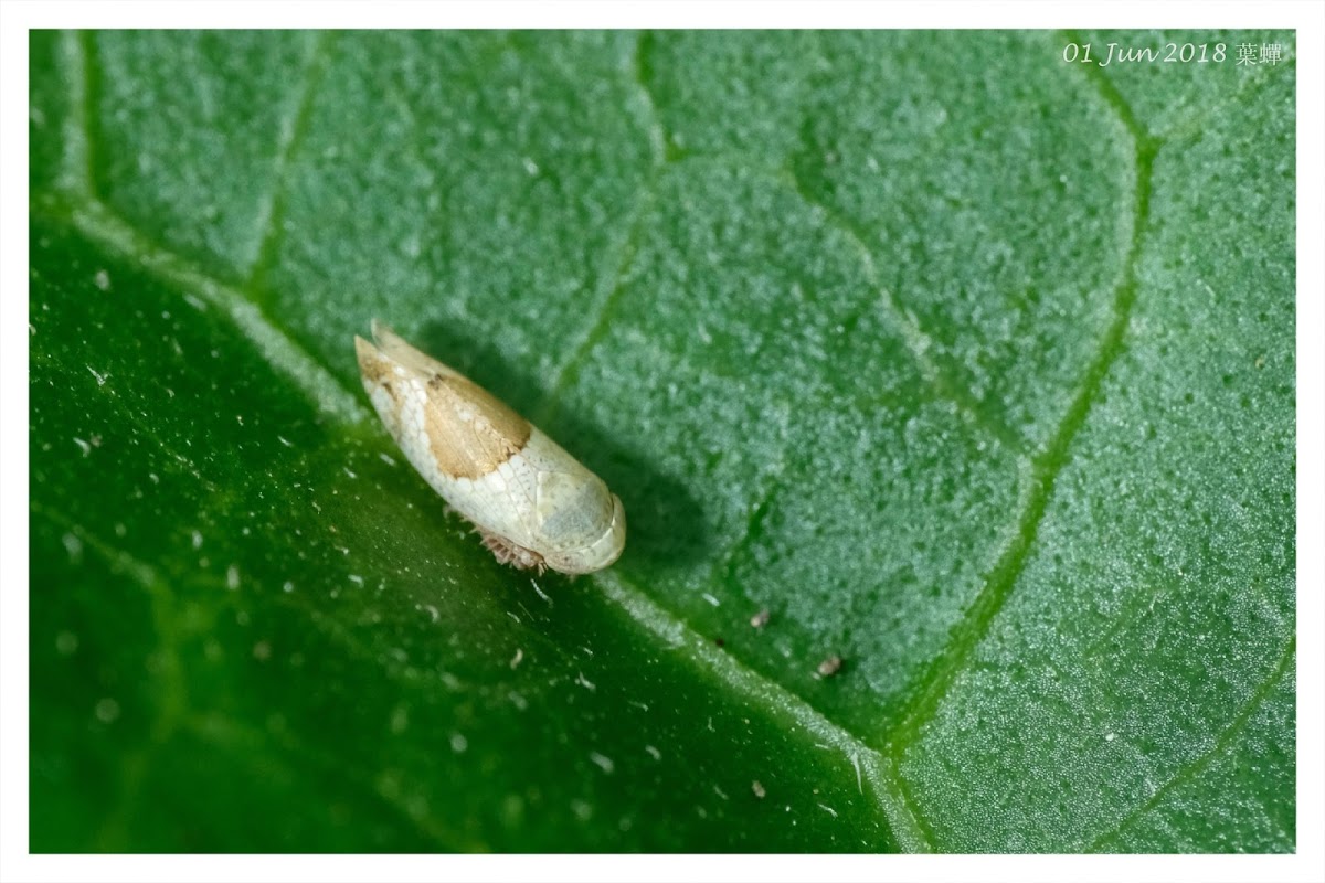 Cicadellidae 葉蟬