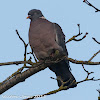 Woodpigeon