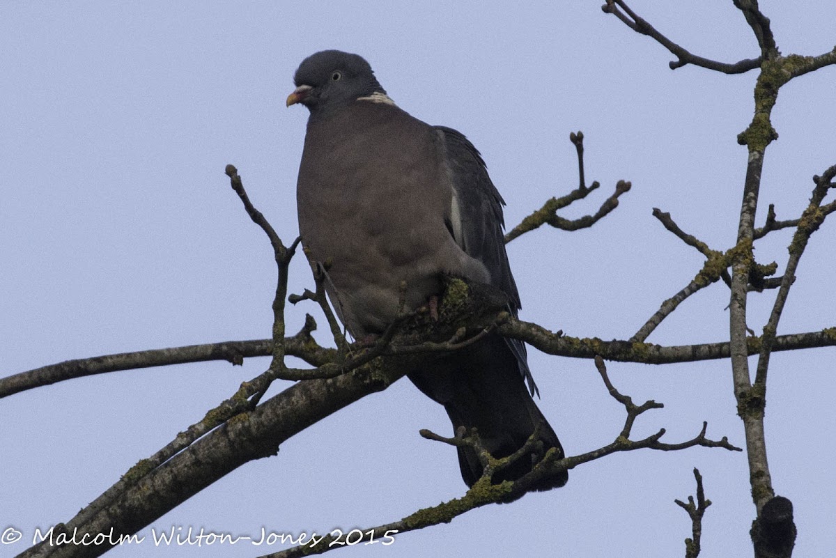 Woodpigeon