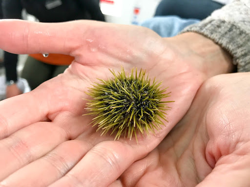sea-urchin.jpg - A sea urchin caught before it was returned to the water in Juneau, Alaska.