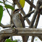 Streaked Flycatcher