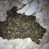 Cave Myotis
