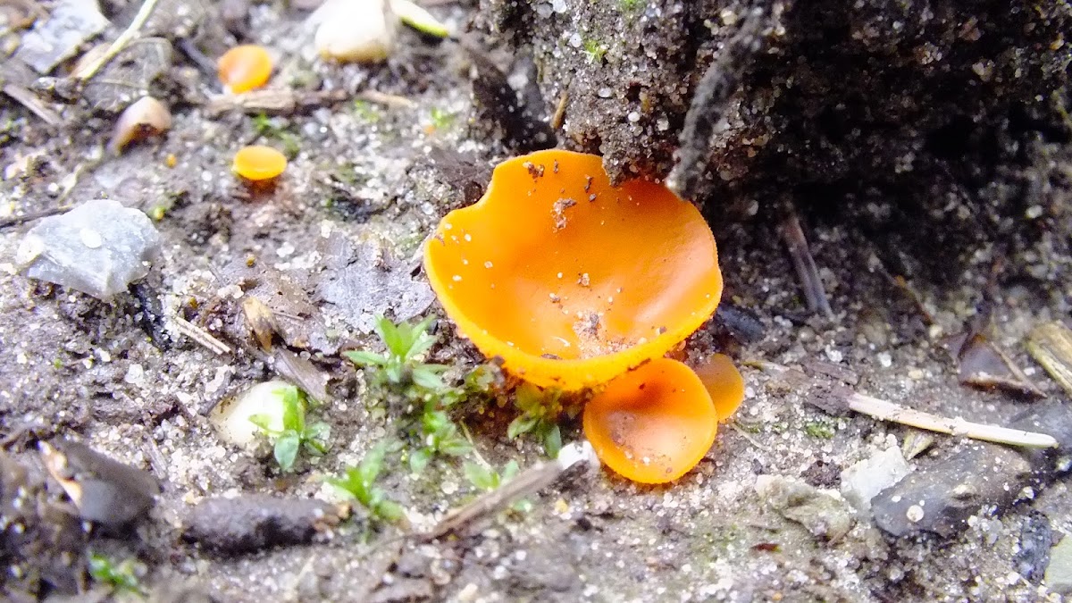 Orange peel fungus