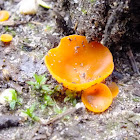 Orange peel fungus