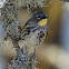 Audubon's warbler