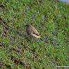 White throated Munia, Indian silverbill