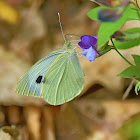 Large White Butterfly