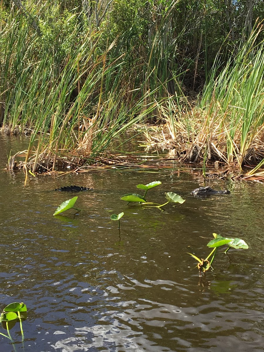 American Alligator