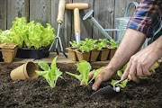 Growing your own vegetables will help save on your grocery bills.