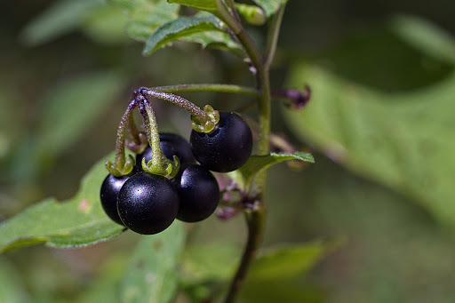 Solanum nigrum