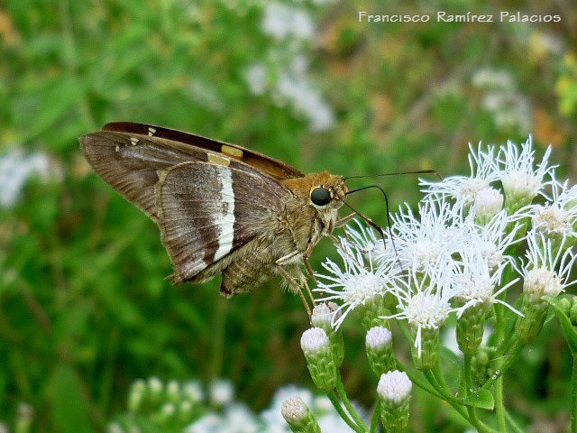 Gold- Spotted Aguna