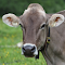 Item logo image for The buffalo is full of grass