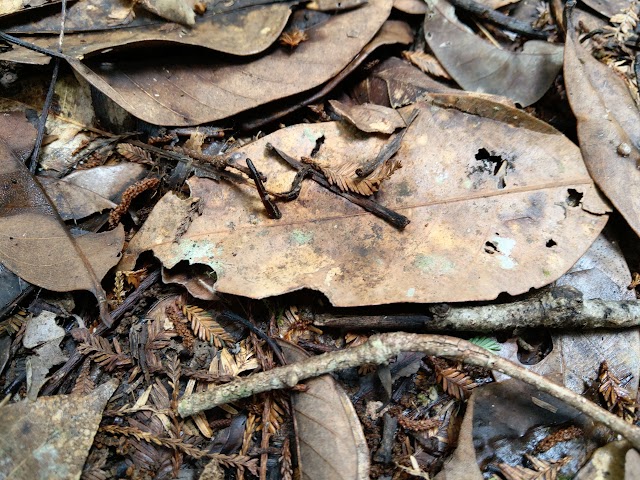 Kinabalu National Park