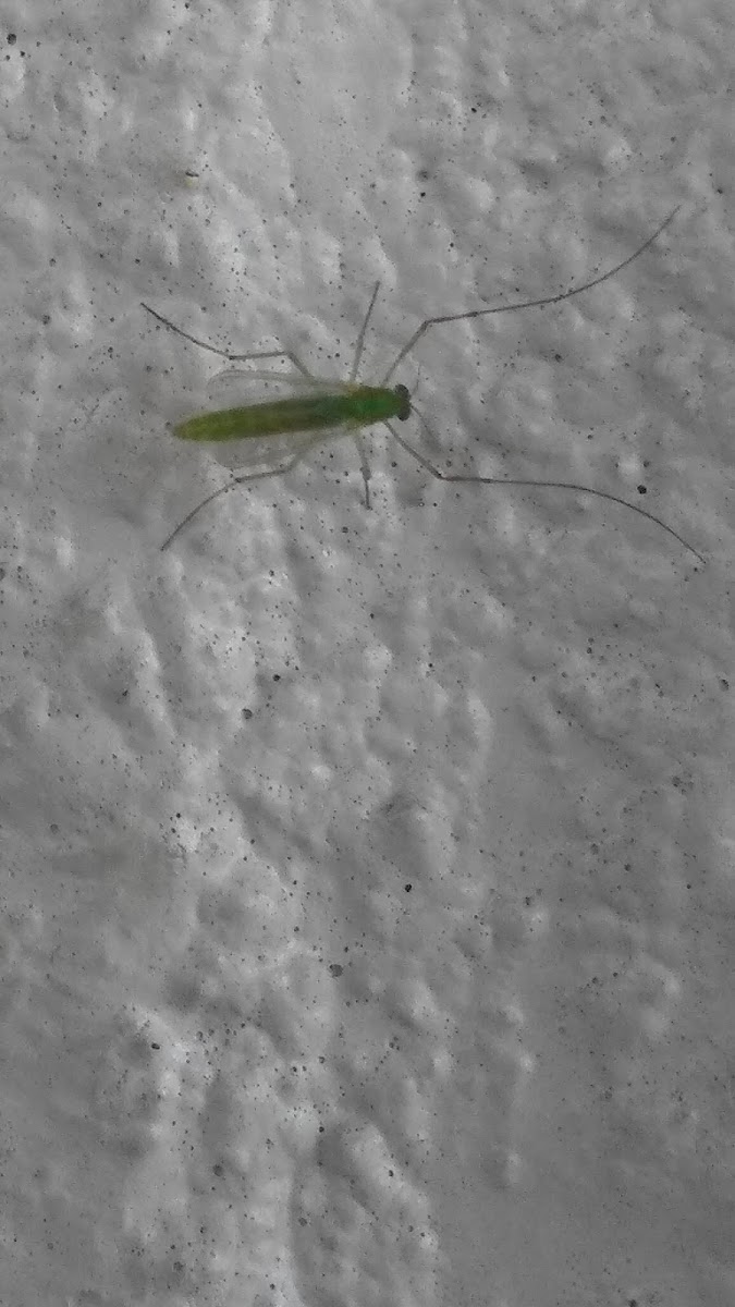 Green midge