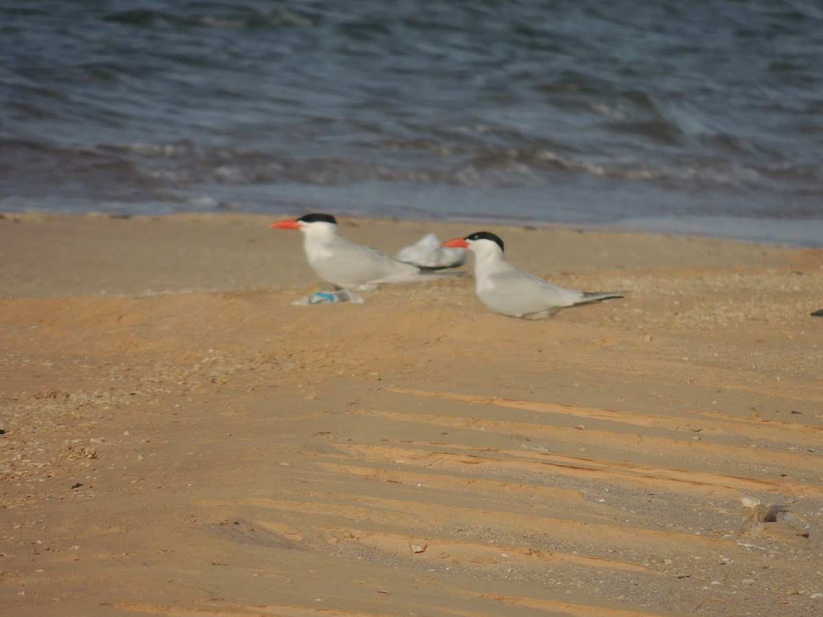 Caspian tern