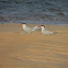 Caspian tern