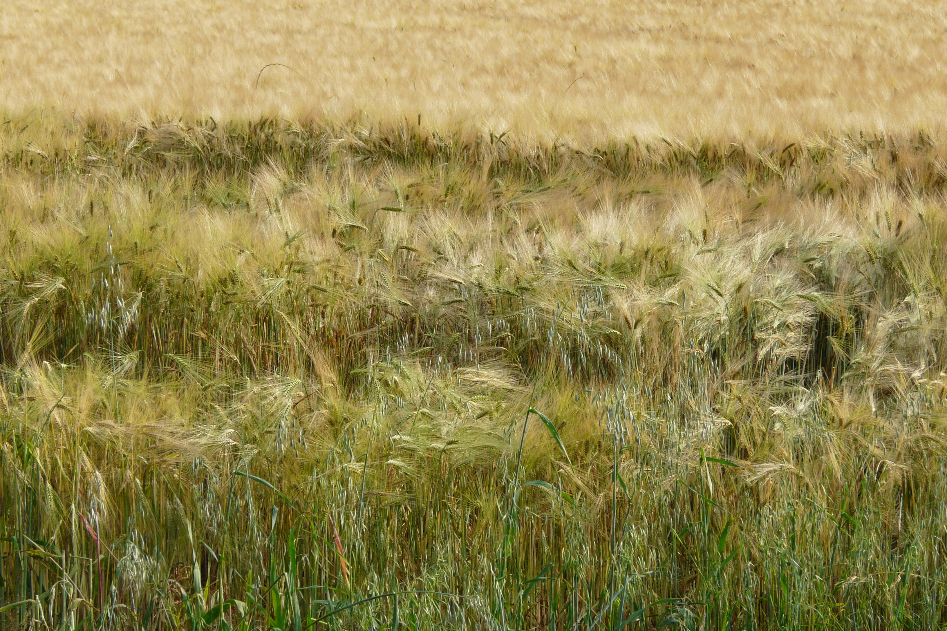 Grano di sergiogattiinwind