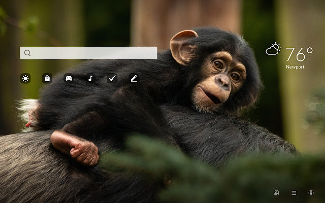 Chimpanzee HD Wallpapers New Tab