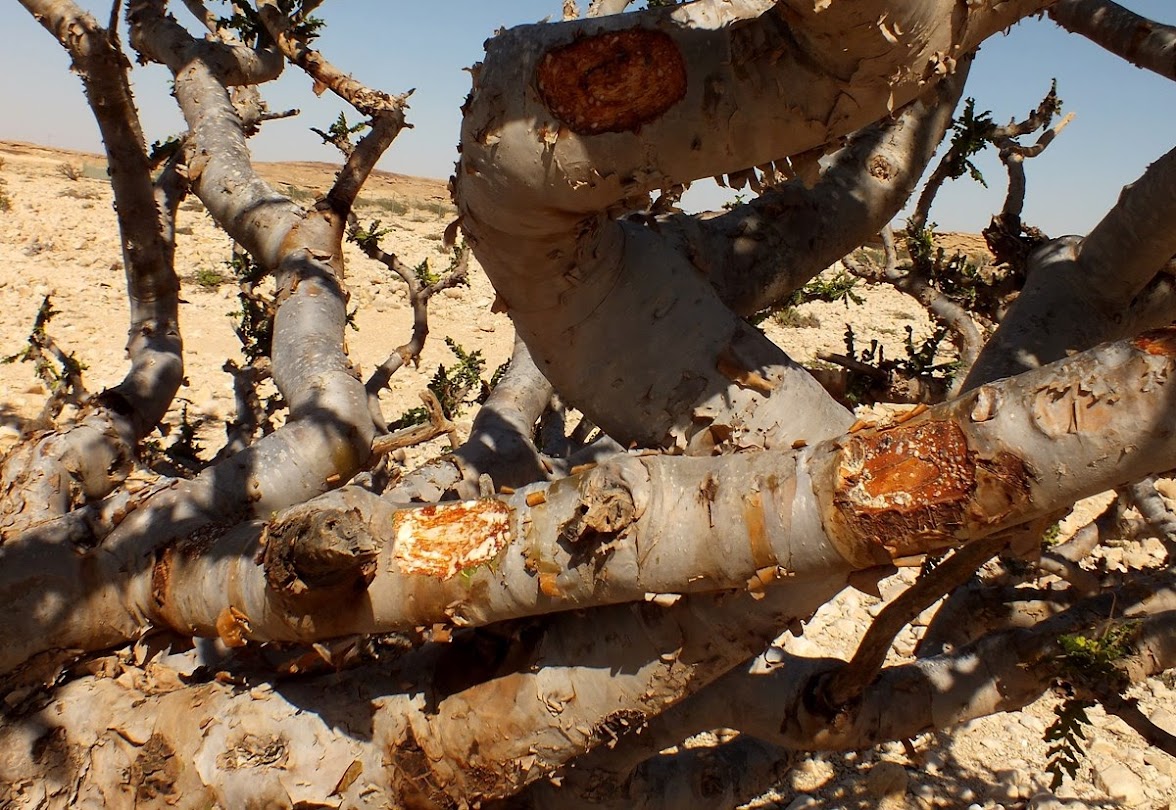 Wadi Dawkah, a terra do Frankincense