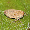 Leafhopper