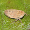 Leafhopper