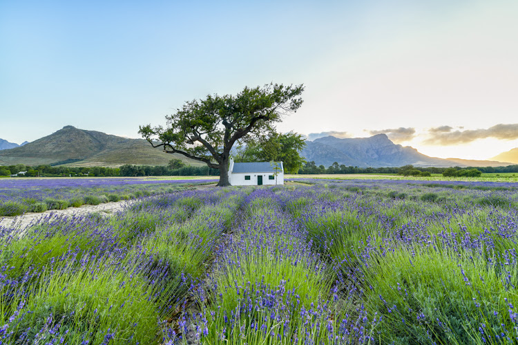 JAN Franschhoek, Veepos, La Motte.